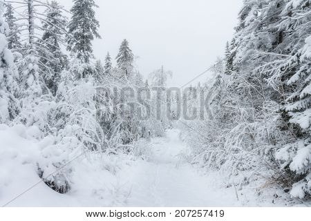 frosty pine trees on the background of taiga forest and hills under snowy sky.