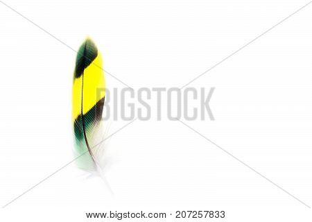 Wavy parrot feather on white background. Budgerigar Green feather. Copyspace. Space for text.