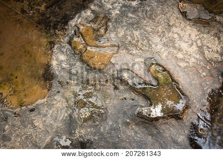 Footprint Of Dinosaur ( Carnotaurus ) On Ground Near Stream At Phu Faek National Forest Park , Kalas