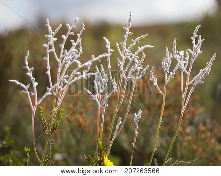 Smoke Bush Conospermum in Lesueur National Park, Western Australia