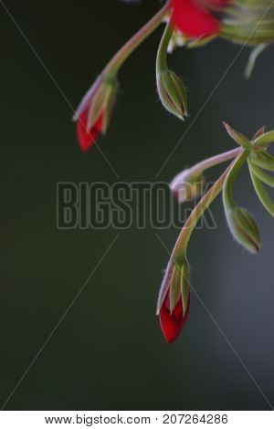 Magnificent flowers of red color. The nature is beautiful.