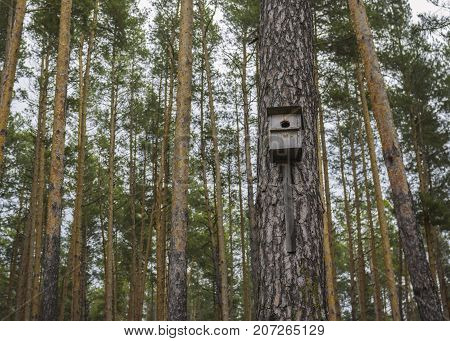 Lonely wooden nest box located on a pine-tree in autumnal forest