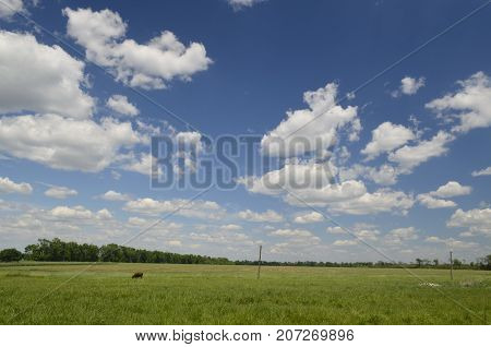 Korolyovka (Korolivka village) - village, Nikolaevsky village council, Novomoskovsk district, Dnepropetrovsk region, Ukraine.