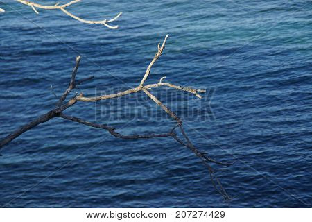 Branches without sheets,(leaves) above the blue sea.