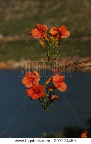 Beautiful flowers of colors orange. The nature is magnificent.