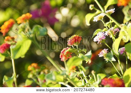 Beautiful small flowers of colors orange. The nature is magnificent.