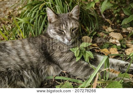 Grey cat on green grass. Grey cat. Gray cat. Gray cat portrait. Gray cat background.