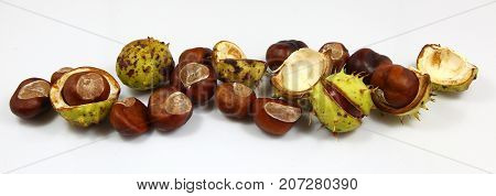 Chestnuts that have fallen from the tree on a white background