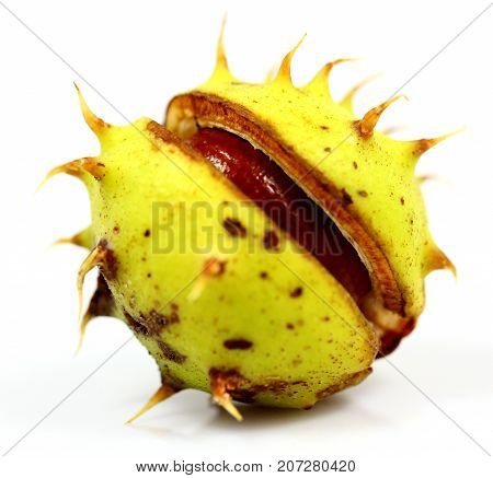 Chestnuts that have fallen from the tree on a white background