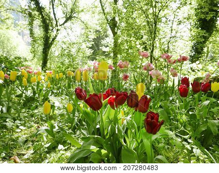 Wild Flowering Tulips