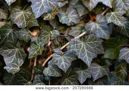 Ivy  creeping shrubs clinging to their adventitious roots of the walls, tree trunks, and so on.