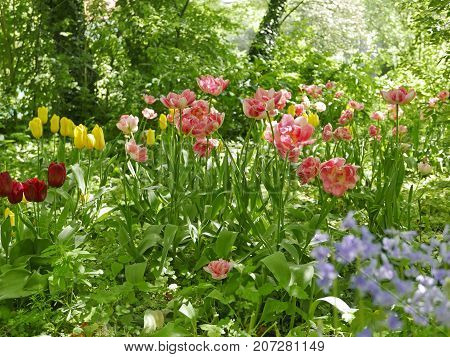 Wild Flowering Tulips