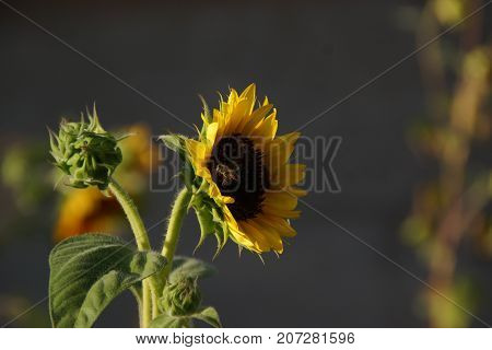Beautiful small flower of color yellow. The nature is magnificent.