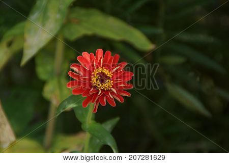 Beautiful red flower, which represent the beauty of the nature.