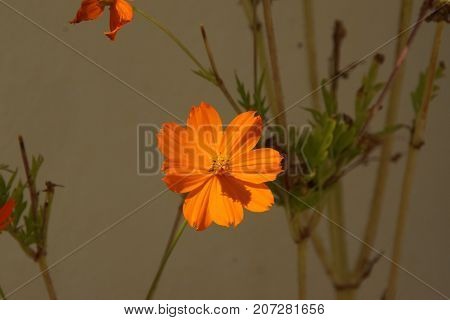 Beautiful flower of colors orange. The nature is magnificent.