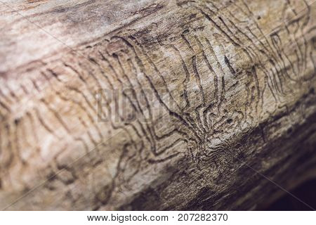 Bark Beetle Gallery Engraving On Wood