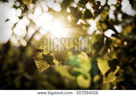 The Warm Autumn Sun Shining Through The Golden Canopy