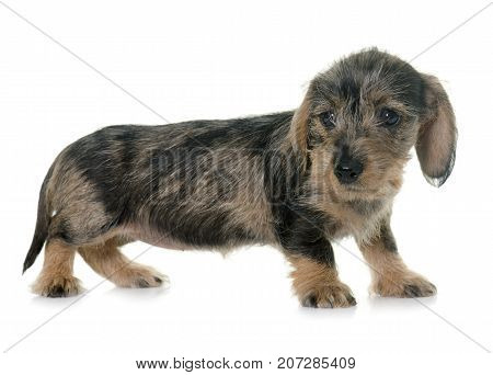 puppy Wire haired dachshund in front of white background