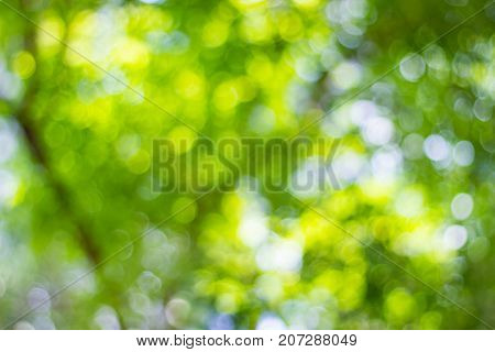 abstract blur of nature with the bokeh of light through the trees as a background image