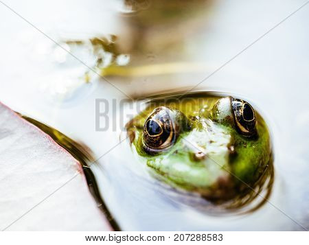 Frog with detailed close-up of the blinking eye in rainforest - animal protection and environmental conservation