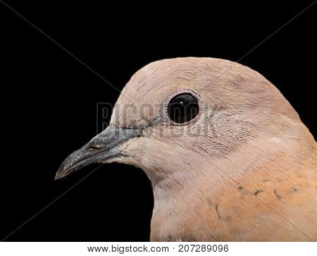 dove head. macro . Photos in the studio