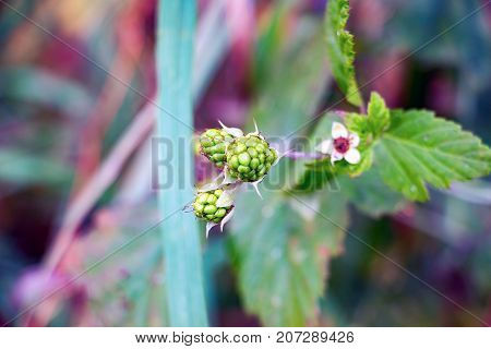 Unripe BlackBerry grey and white flower BlackBerry. Rubus caesius. Selective focus
