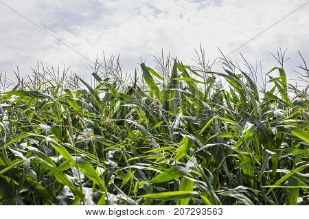 Switzerland August 2017 cornfield the wind in the corn field the movement of corn