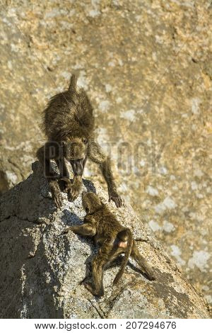 Chacma baboon in Kruger national park, South Africa ; Specie Papio ursinus family of Cercopithecidae