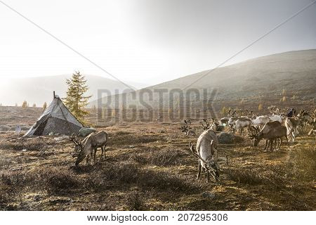 reindeer in rain in northern mongolian landscape