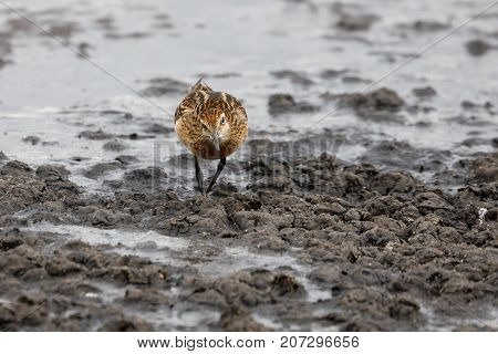 Sharp Tailed Sandpiper At Richmond Bc Canada 2017 Sep.