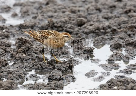 Sharp Tailed Sandpiper