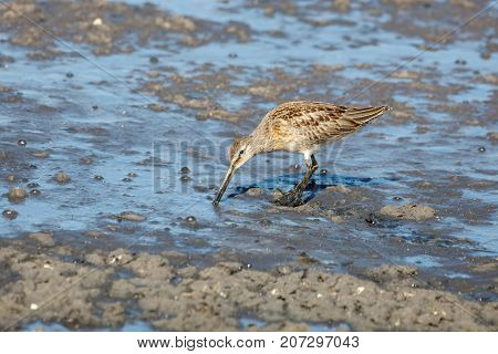 Long Billed Dowitcher