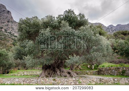 The oldest known olive tree with an age of over 3500 years old at Kavusi, Crete, Greece.
