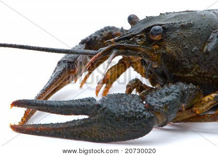 Ųķčnķch Astacus leptodactylus. Úzký Drápal raků na bílém pozadí.
