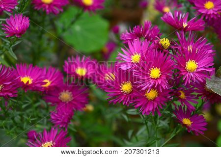 Cluster Of Michaelmas Daisies With Magenta Petals And Yellow Centres