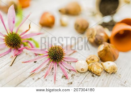 Flower bulbs and garden accessories for planting in the ground.