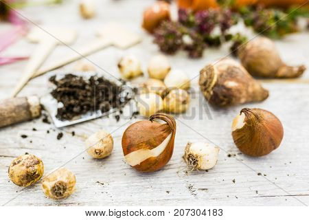 Flower bulbs and garden accessories for planting in the ground.