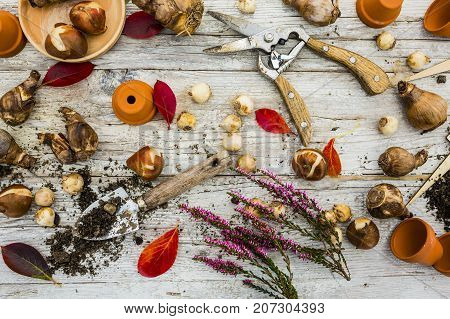 Flower bulbs and garden accessories for planting in the ground.