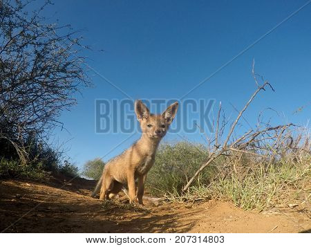 Blackbacked Jackal pup