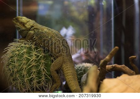 Pogona vitticeps with light green skin rests in nature. Iguana lies on big cactus. Bearded dragon on natural background defocused. Wild life nature and reptiles concept