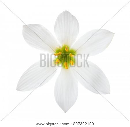 Close-up of white lily (autumn zephyrlily)  isolated on a white background. Zephyranthes candida