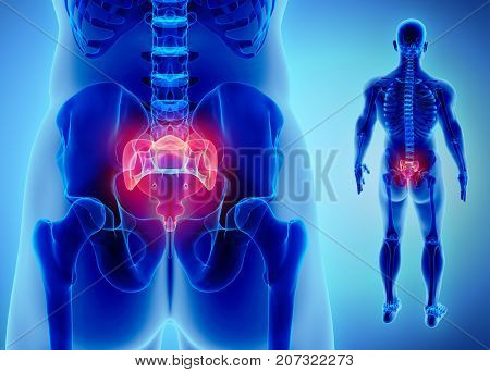 3D Illustration Of Sacral Spine, Medical Concept.