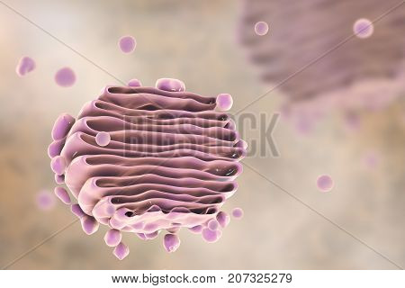 Golgi apparatus of the cell, close-up view, 3D illustration. Golgi apparatus is an organelle which has functions of cellular central delivery system