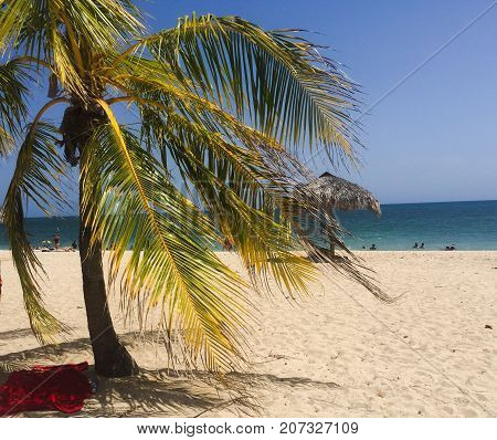 Beach in Cuba with white beach and palm tree