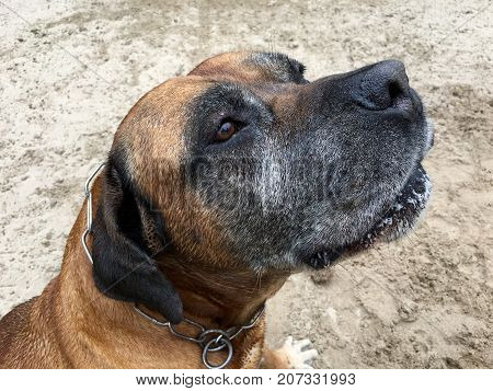 Portrait from a Boerboel, south african mastiff on the beach
