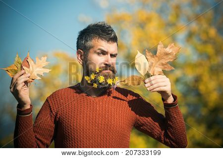 Season And Autumn Leaves.