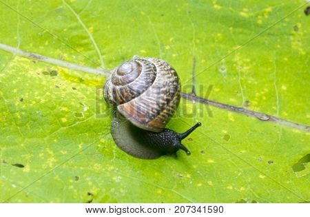 snail (Gastropoda Helix pomatia ) on a leaf of a burdock