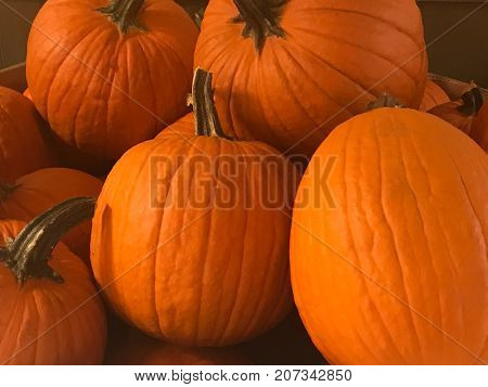 Large Bumpkins for Halloween October 31st at the pumpkin patch