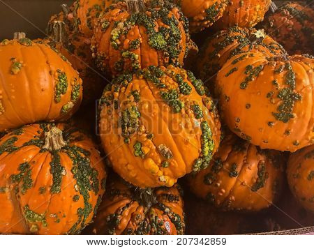 Large Bumpkins for Halloween October 31st at the pumpkin patch