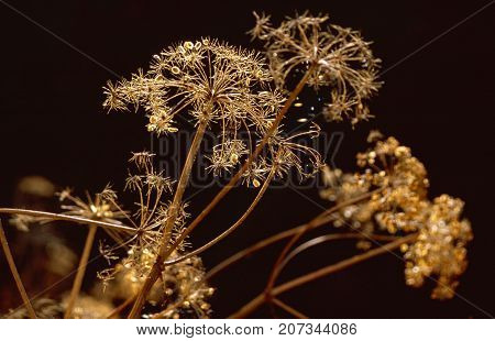 Sere Umbel Of A Hemlock In Back Light
